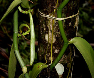 vaniglia orchidea