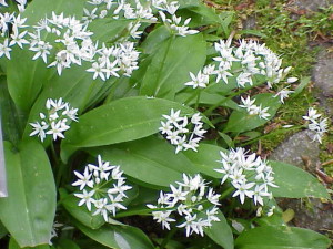 Allium_ursinum