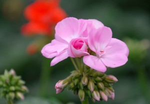 GIARDINO APRILE