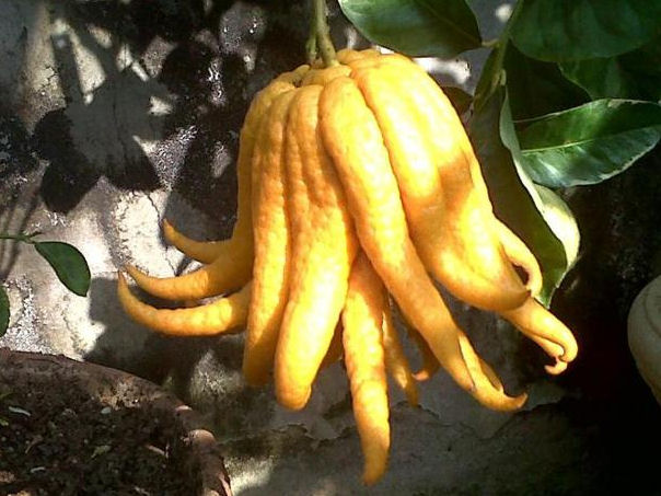 cedro mano di buddha