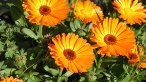 Calendula_Fiori_Erbe_Prato_Estate