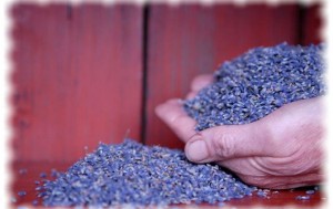 lavanda