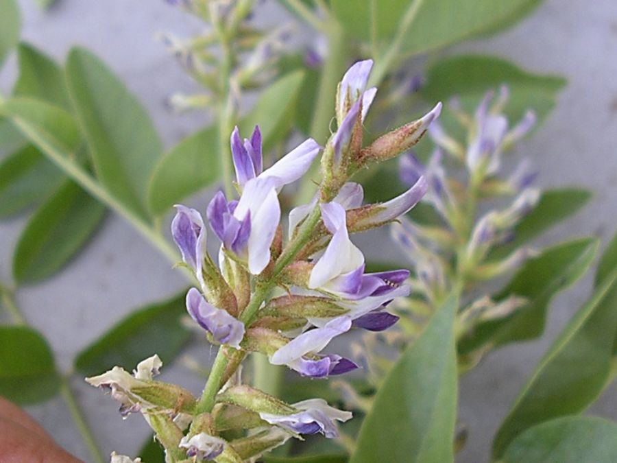 Семена солодки. Glycyrrhiza glabra. Glycyrrhiza glabra сырье. Glycyrrhíza glabra. Лакрица растение.