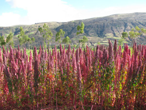 quinoa