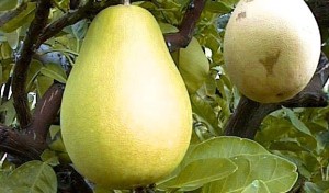 CEDRO PUMMELLO