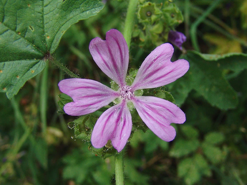 MALVA