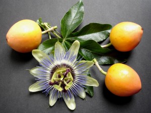 PASSIFLORA