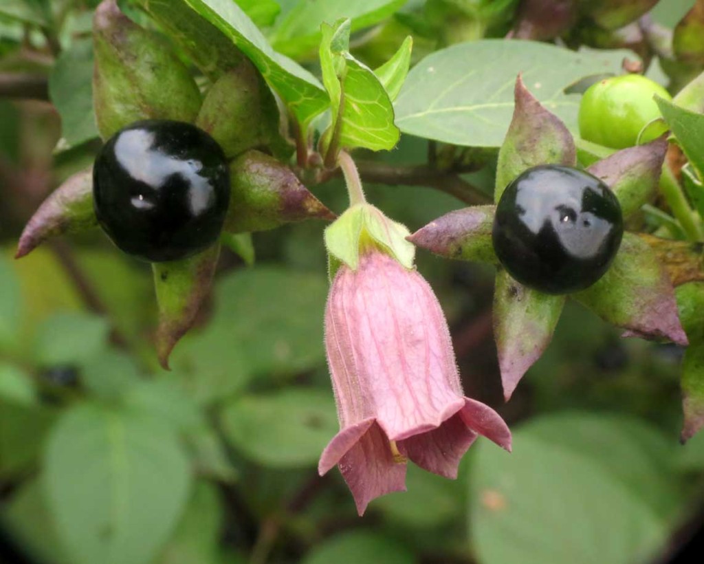 Belladonna