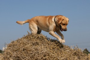 cane labrador