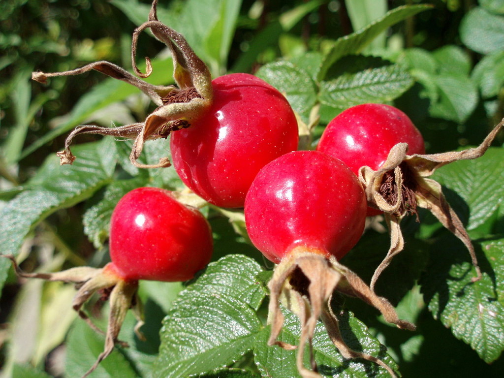 rosa canina