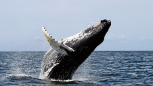 balene