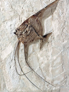fossili bolca