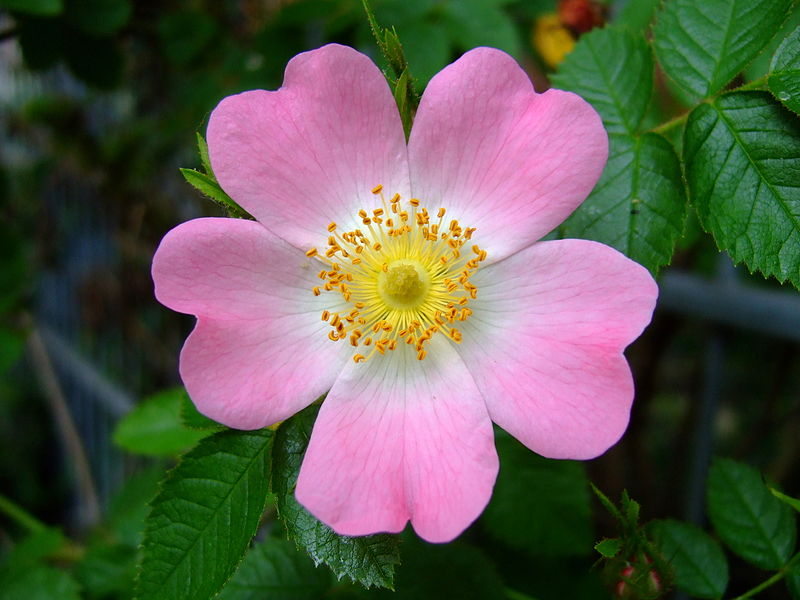 rosa canina