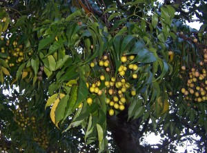 olio di neem