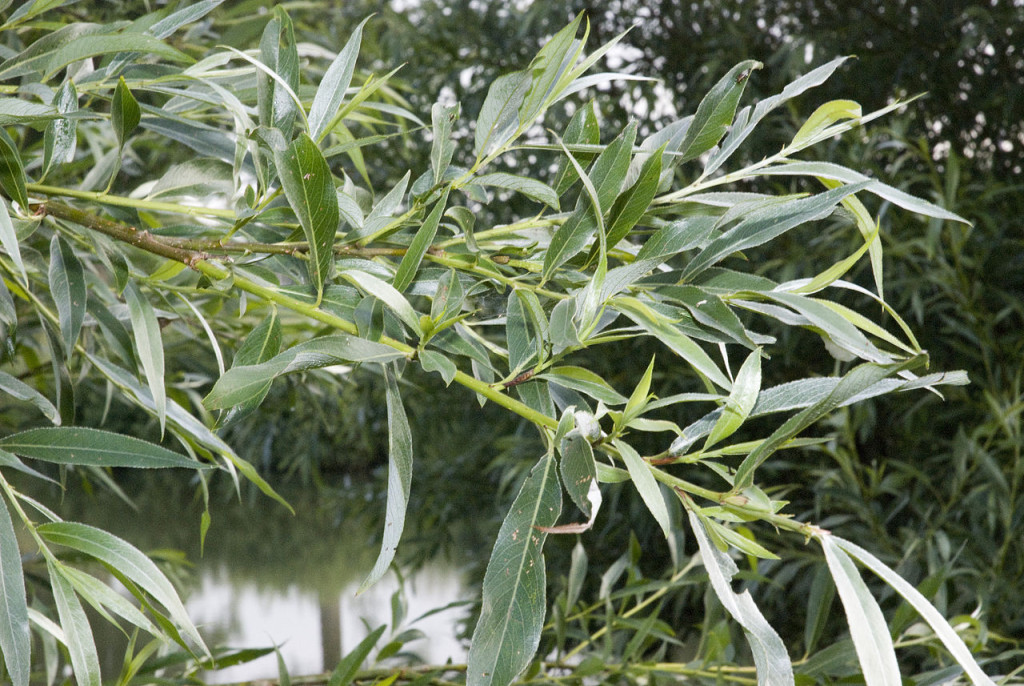 ASPIRINA NATURALE salix alba