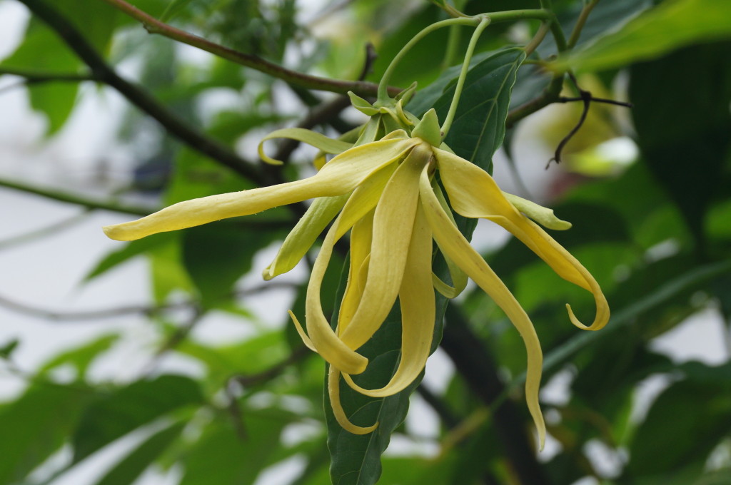 ylang ylang fiore