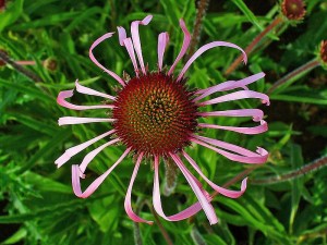 Echinacea