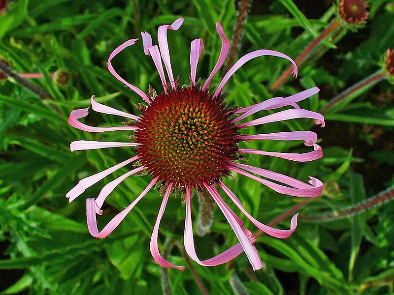 Echinacea