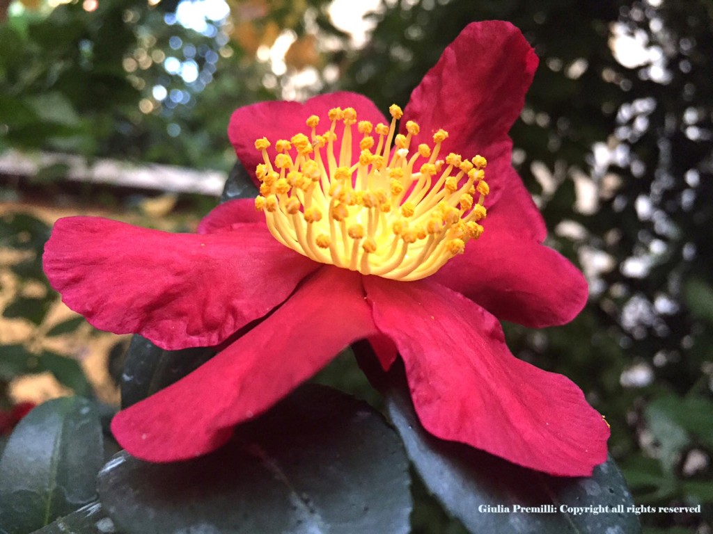 Camellia Yuletide Christmas camellia