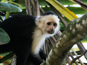 costarica Cebus_capucinus_(Cahuita_bridge)