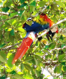 Una Ara del Bahia Drake costarica