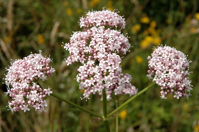 valeriana