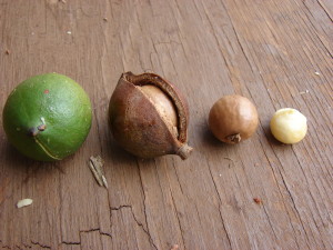 macadamia