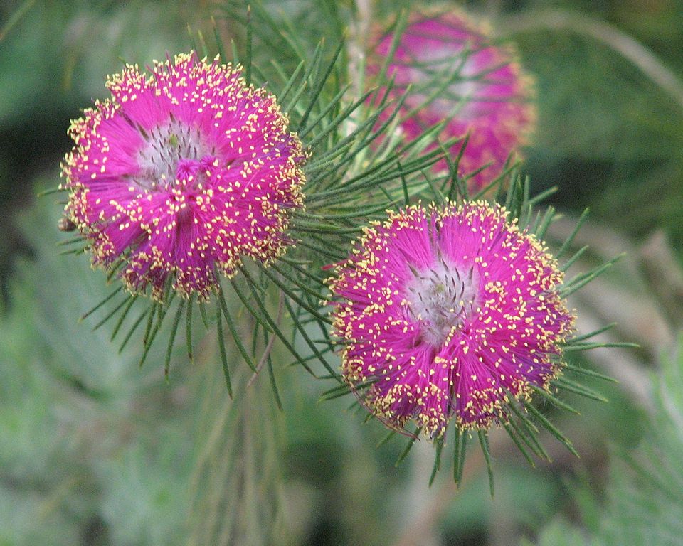 Melaleuca