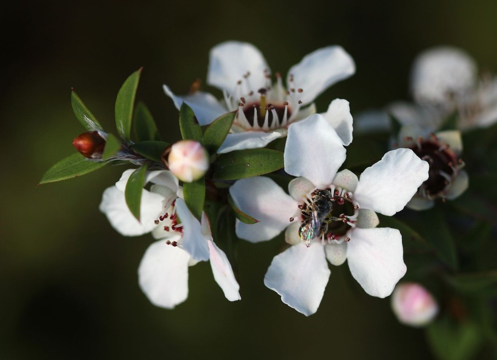 fiori di manuka