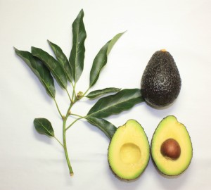 avocado