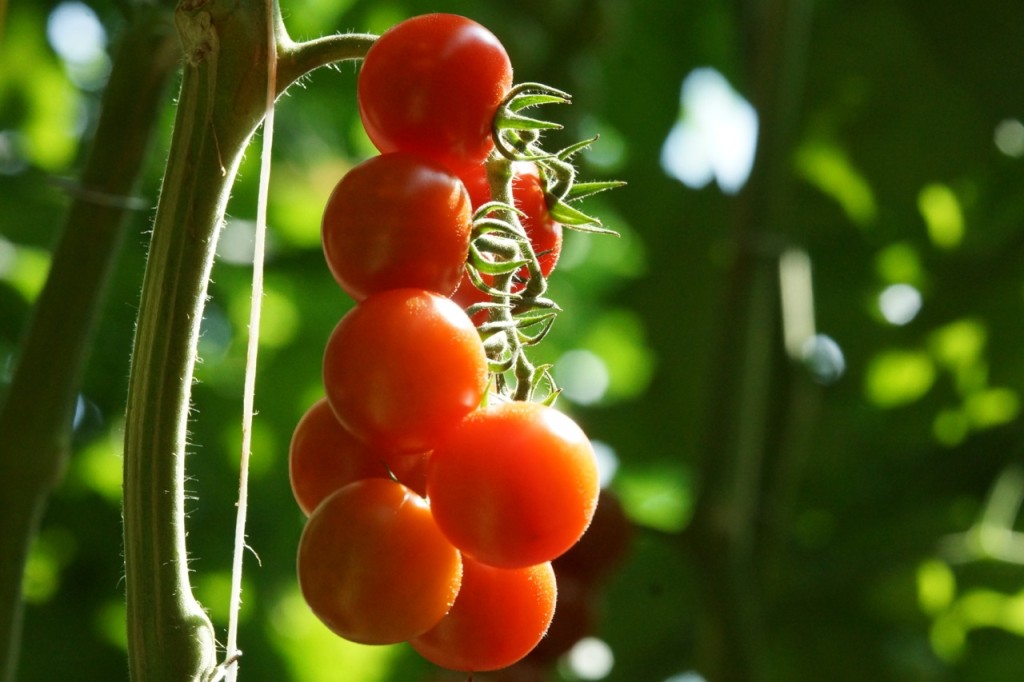 Pomodoro