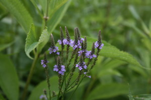 piante medicinali Verbena