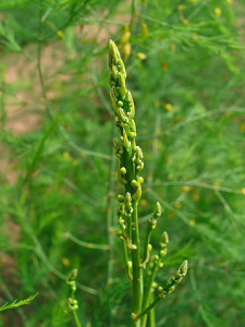piante medicinali asparago