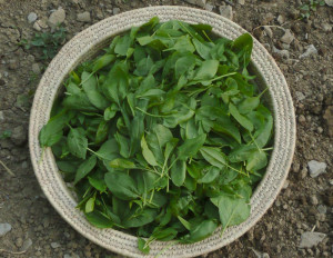 spinaci