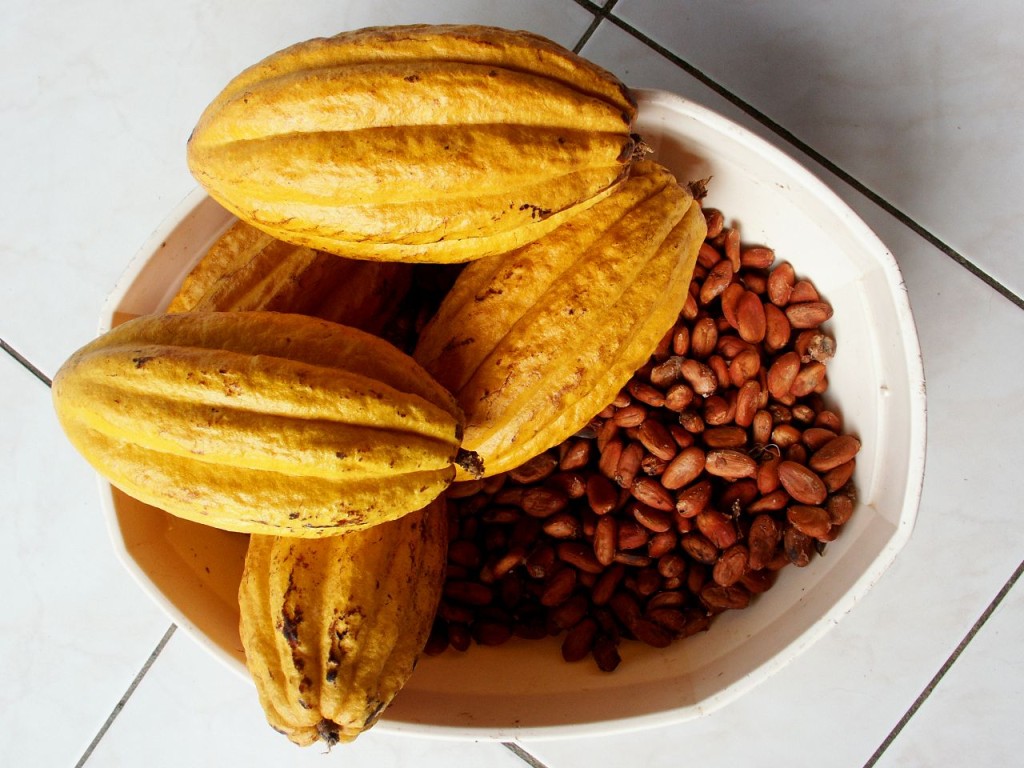 cacao