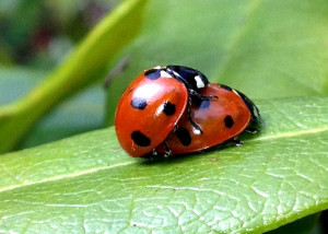 coccinelle