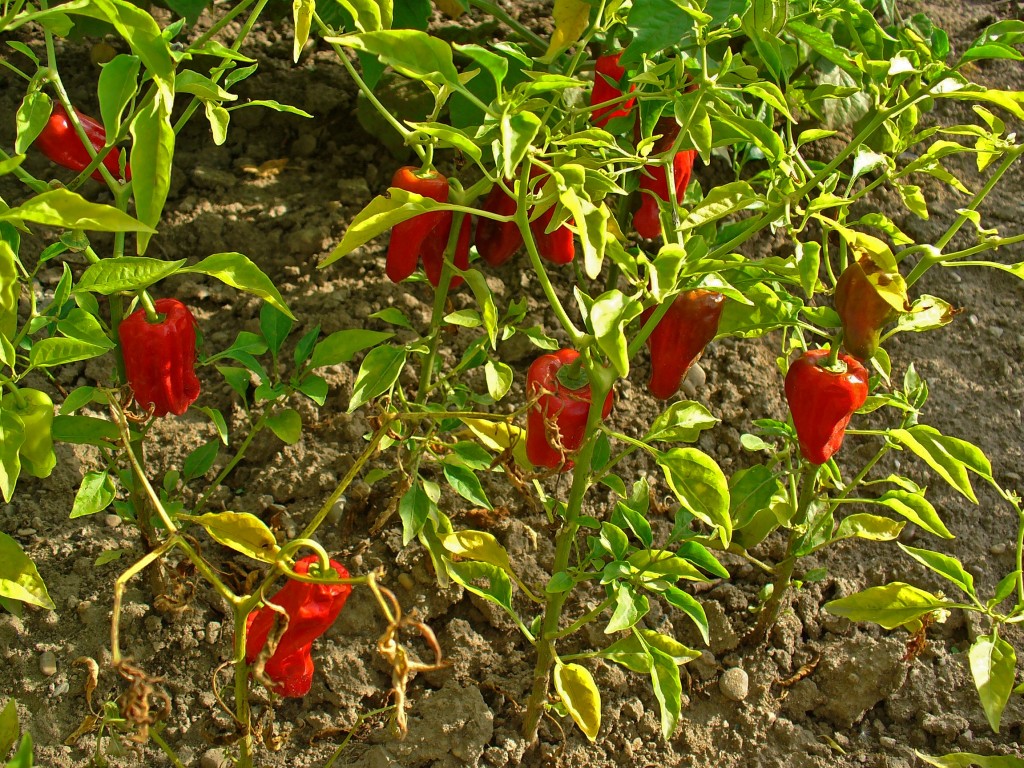 Peperoncino