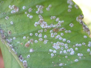 cocciniglia degli agrumi