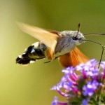 farfalle falena colibrì
