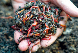 orto di giugno nematodi (foto di obiettivo natura)