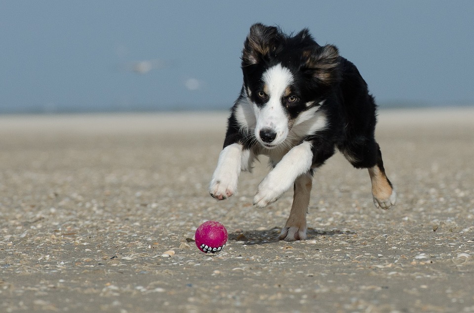 SPIAGGE PER CANI