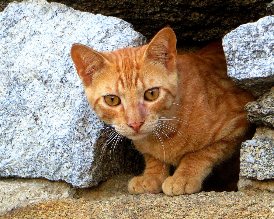 gatto in vacanza