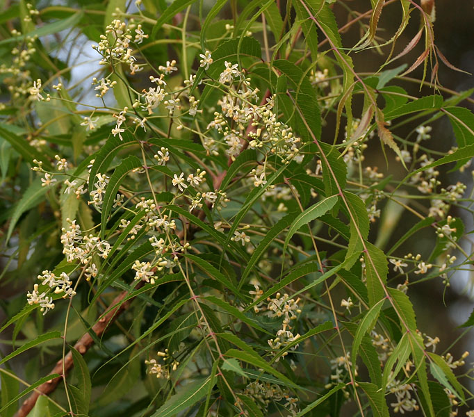 olio di neem