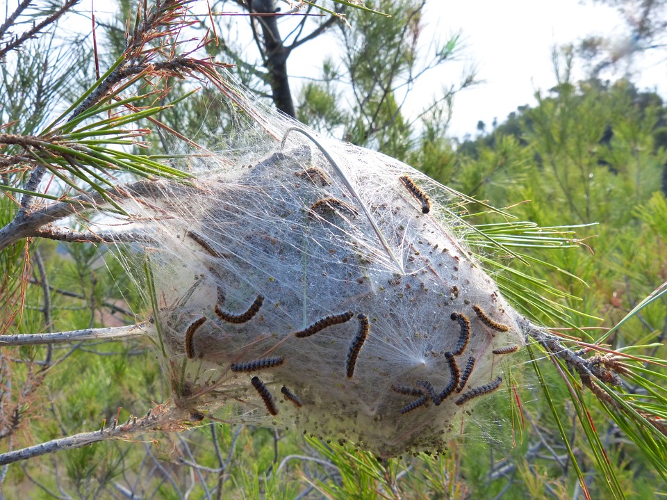 processionaria del pino