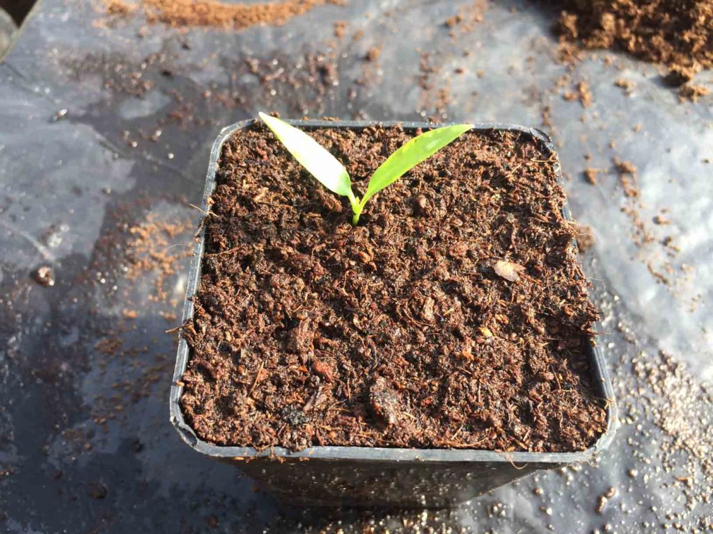 semina del peperoncino