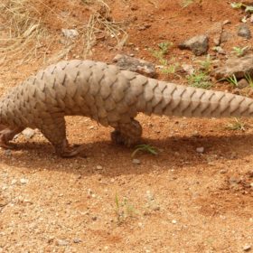 Finalmente le squame del Pangolino sono state rimosse dall’elenco dei medicinali della medicina tradizionale cinese. Un grande passo avanti per la tutela di questo animaletto