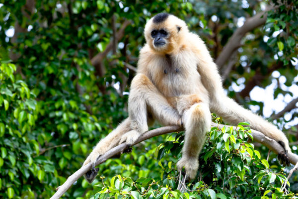 Il primate "Gibbone dalla cresta nera" sta ripopolando la foresta di Bawangling