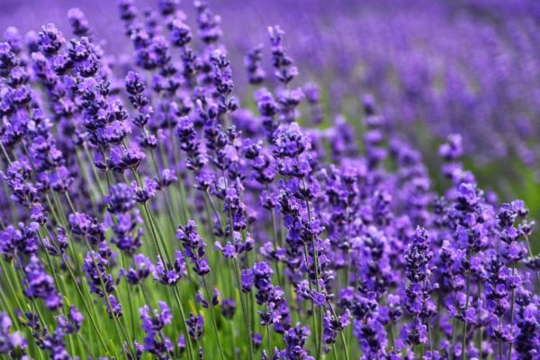 lavanda autoproduzione