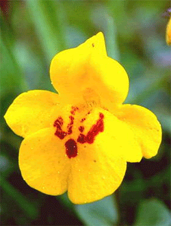 mimulus fiori di bach